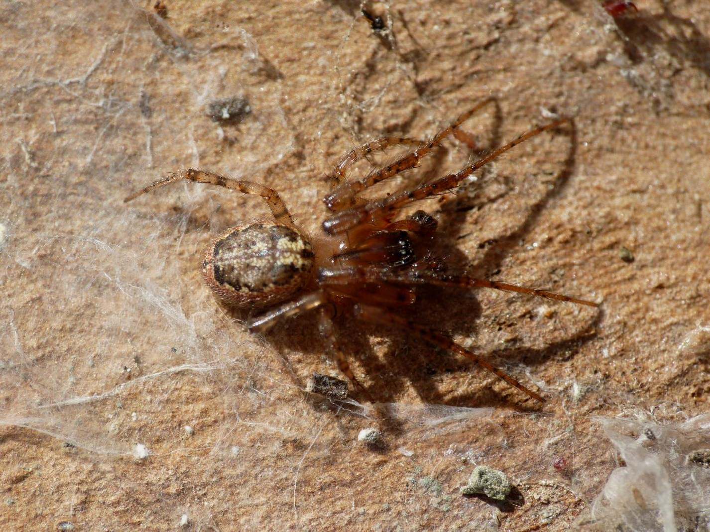 Zygiella sp.